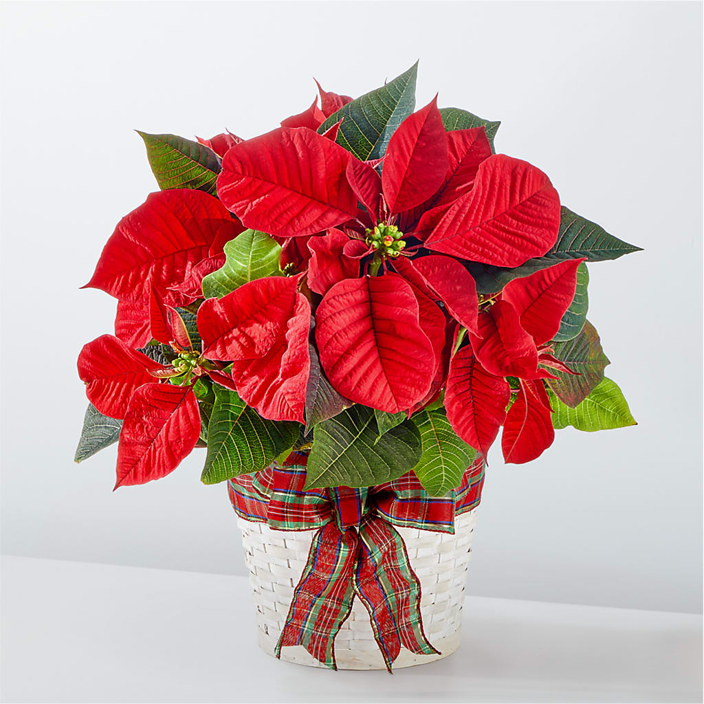 Happiest Holidays Poinsettia – Latino Flowers, Bensalem PA