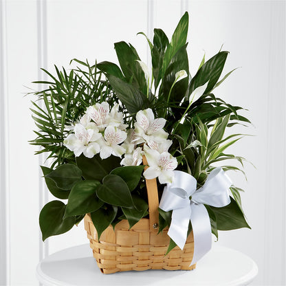 Peace & Serenity Dishgarden –  Latino Flowers, Bensalem PA