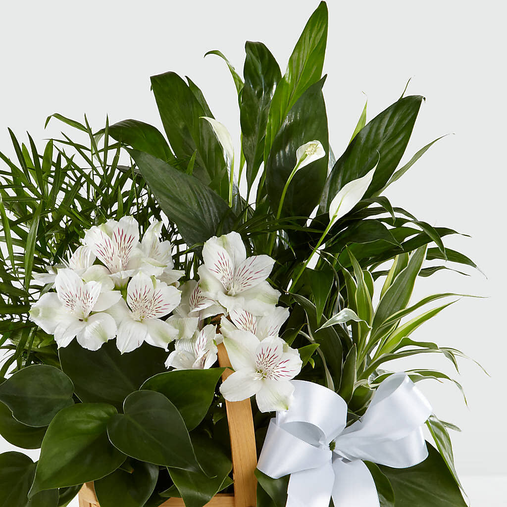 Peace & Serenity Dishgarden –  Latino Flowers, Bensalem PA