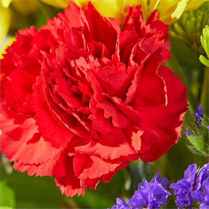 Brighter Days Bouquet –  Latino Flowers, Bensalem PA