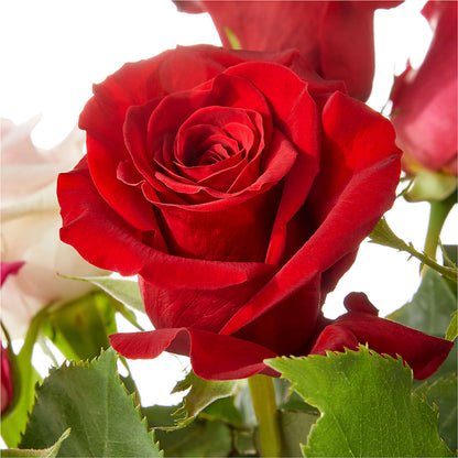 Love Notes Rose Bouquet –  Latino Flowers, Bensalem PA